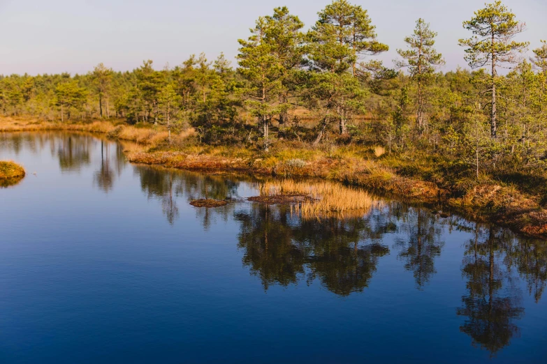 a large body of water surrounded by trees, by Jesper Knudsen, unsplash, hurufiyya, swamps, archipelago, pine, stålenhag