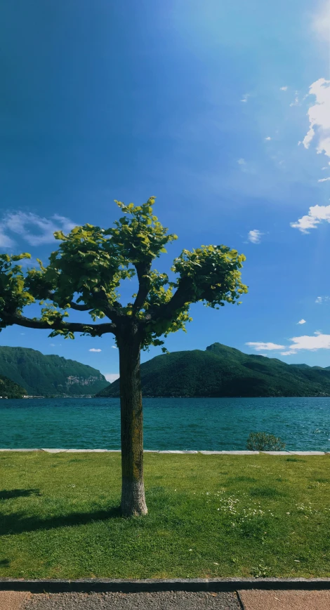 a tree sitting on the side of a road next to a body of water, a picture, clear blue skies, abbondio stazio, 4k photo”