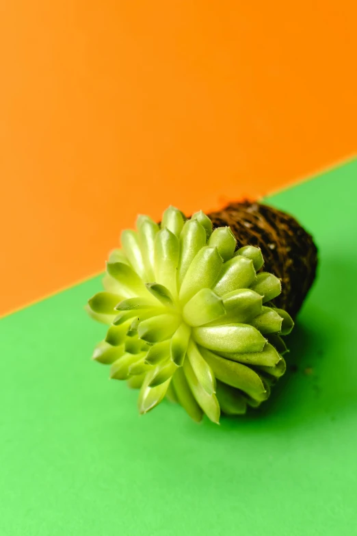 a piece of broccoli sitting on top of a green and orange surface, a macro photograph, by Jessie Algie, shutterstock contest winner, new objectivity, rose of jericho, cone shaped, potted plant, vibrant neon pastel