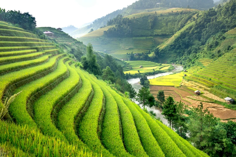 a river running through a lush green valley, pexels contest winner, sumatraism, immaculate rows of crops, avatar image, vietnam war, festivals