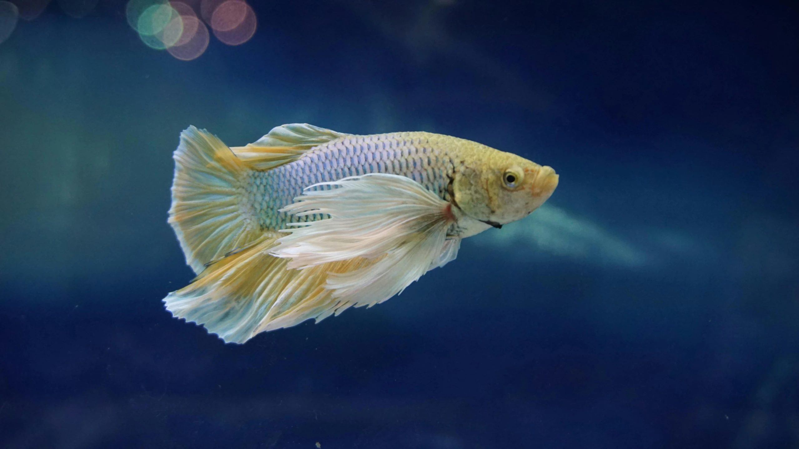 a close up of a fish in a tank, pexels contest winner, photorealism, long flowing hair underwater, cinematic blue and gold, albino, including a long tail