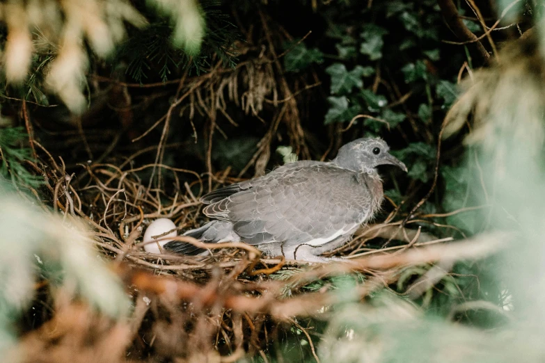 a bird sitting on top of a nest in a tree, a portrait, unsplash, doves : : rococo, new zeeland, amongst foliage, family friendly