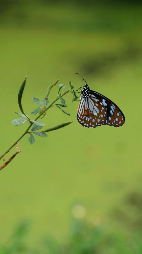 a butterfly that is sitting on a twig, by Sudip Roy, unsplash, aquatic plants, 15081959 21121991 01012000 4k