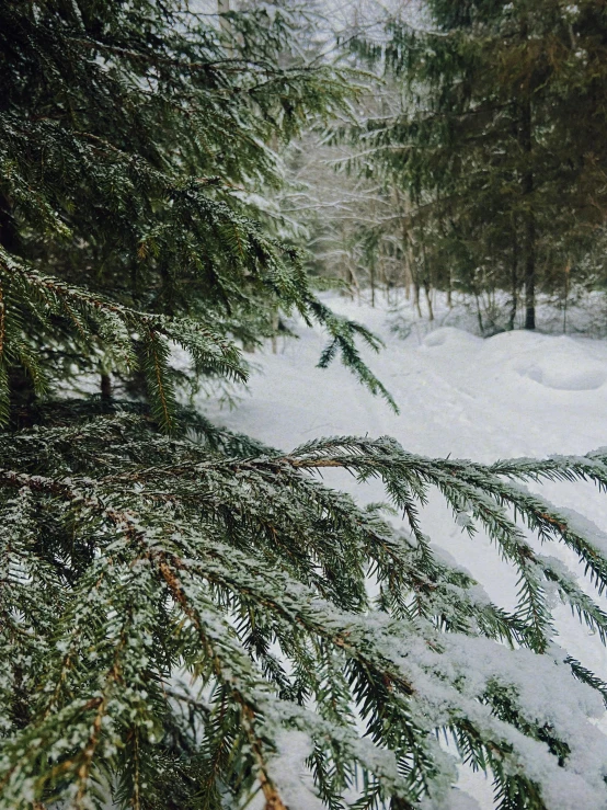 a man riding a snowboard down a snow covered slope, by Anna Haifisch, pexels contest winner, lush evergreen forest, overhanging branches, photo on iphone, low detail