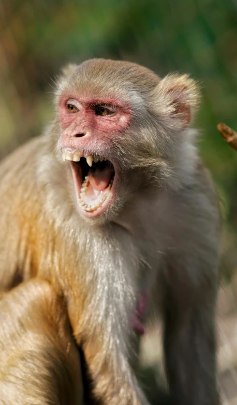 a close up of a monkey with its mouth open, by Peter Churcher, aggressive stance, ruan ji, yelling, a blond