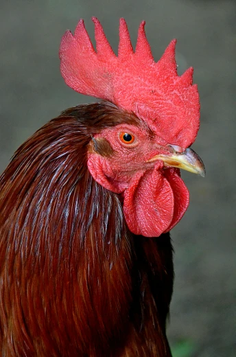 a close up of a rooster with a red comb, flickr, slide show, age 2 0, no cropping, brown