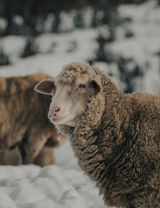 a couple of sheep standing next to each other in the snow, pexels contest winner, renaissance, trending on vsco, with shiny skin, made of wool, dusty and smokey