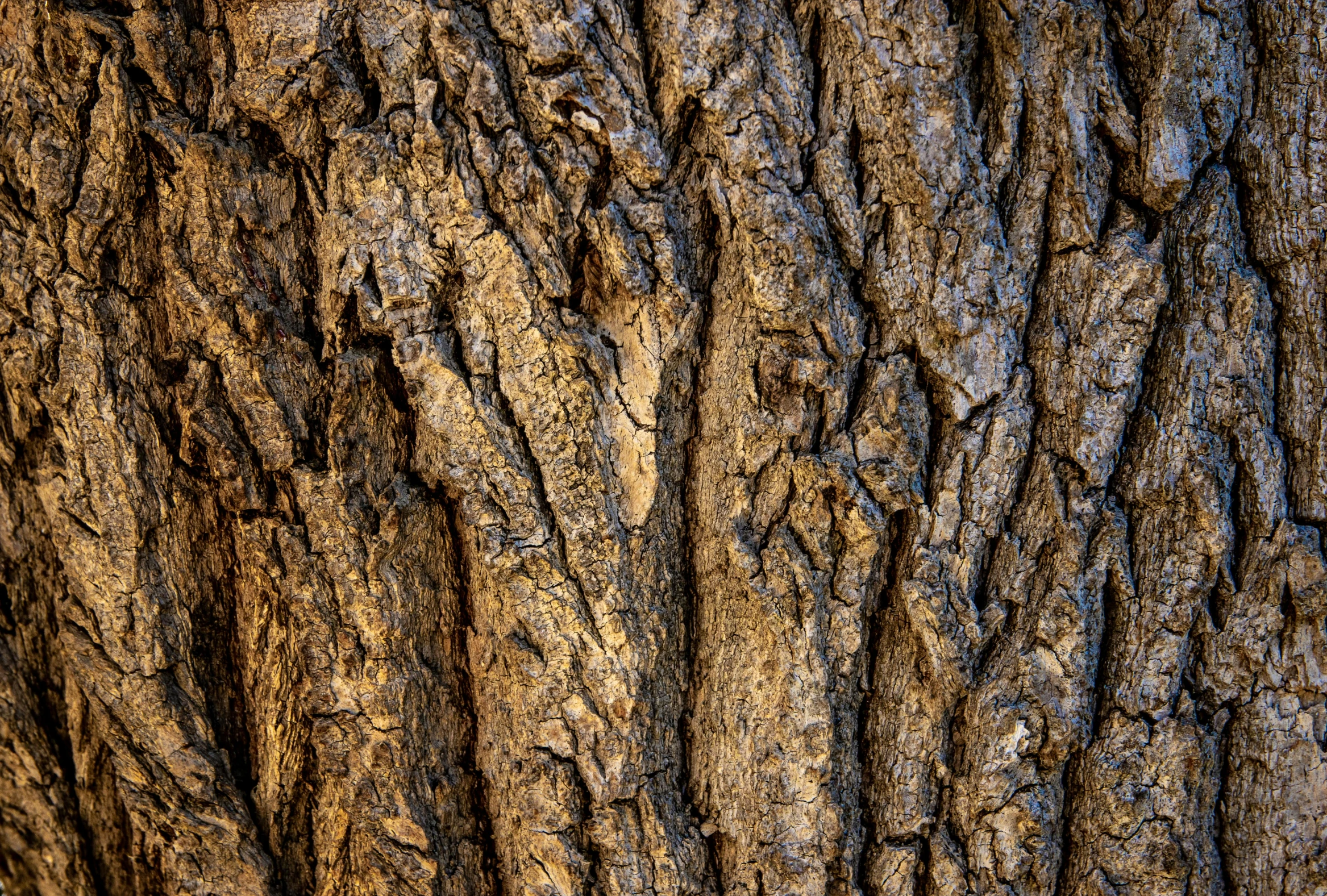 a close up of the bark of a tree, unsplash, photorealism, ((trees))