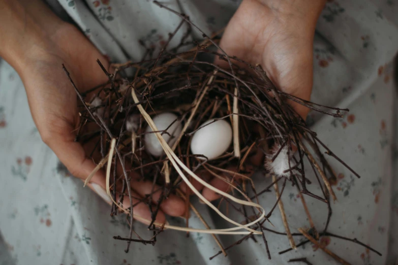 a person holding a nest with two eggs in it, by Matija Jama, trending on unsplash, arts and crafts movement, thorns, flatlay, devastated, cottagecore hippie