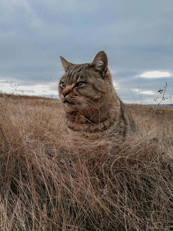 a cat sitting on top of a dry grass covered field, posing for a picture