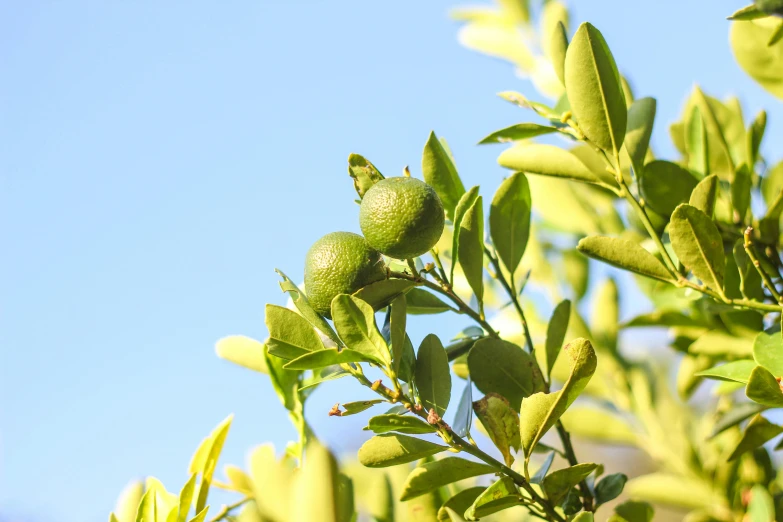 a close up of some green fruit on a tree, inspired by Ceferí Olivé, pexels, blue sky, lemon, myrtle, made of glazed