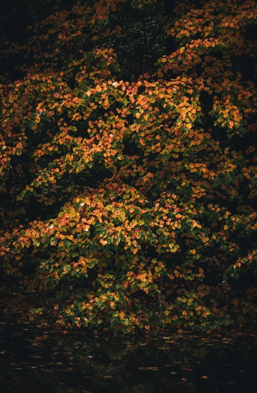 a tree that is next to a body of water, an album cover, inspired by Elsa Bleda, unsplash contest winner, australian tonalism, made of leaves, dark oranges reds and yellows, a high angle shot, nothofagus