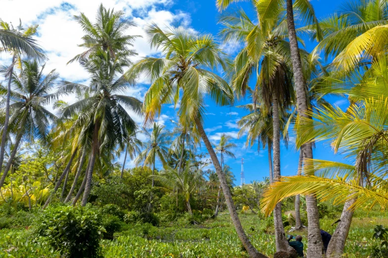 a man riding a horse through a lush green forest, inspired by Gaugin, unsplash, palm trees on the beach, coconuts, garden with fruits on trees, madagascar