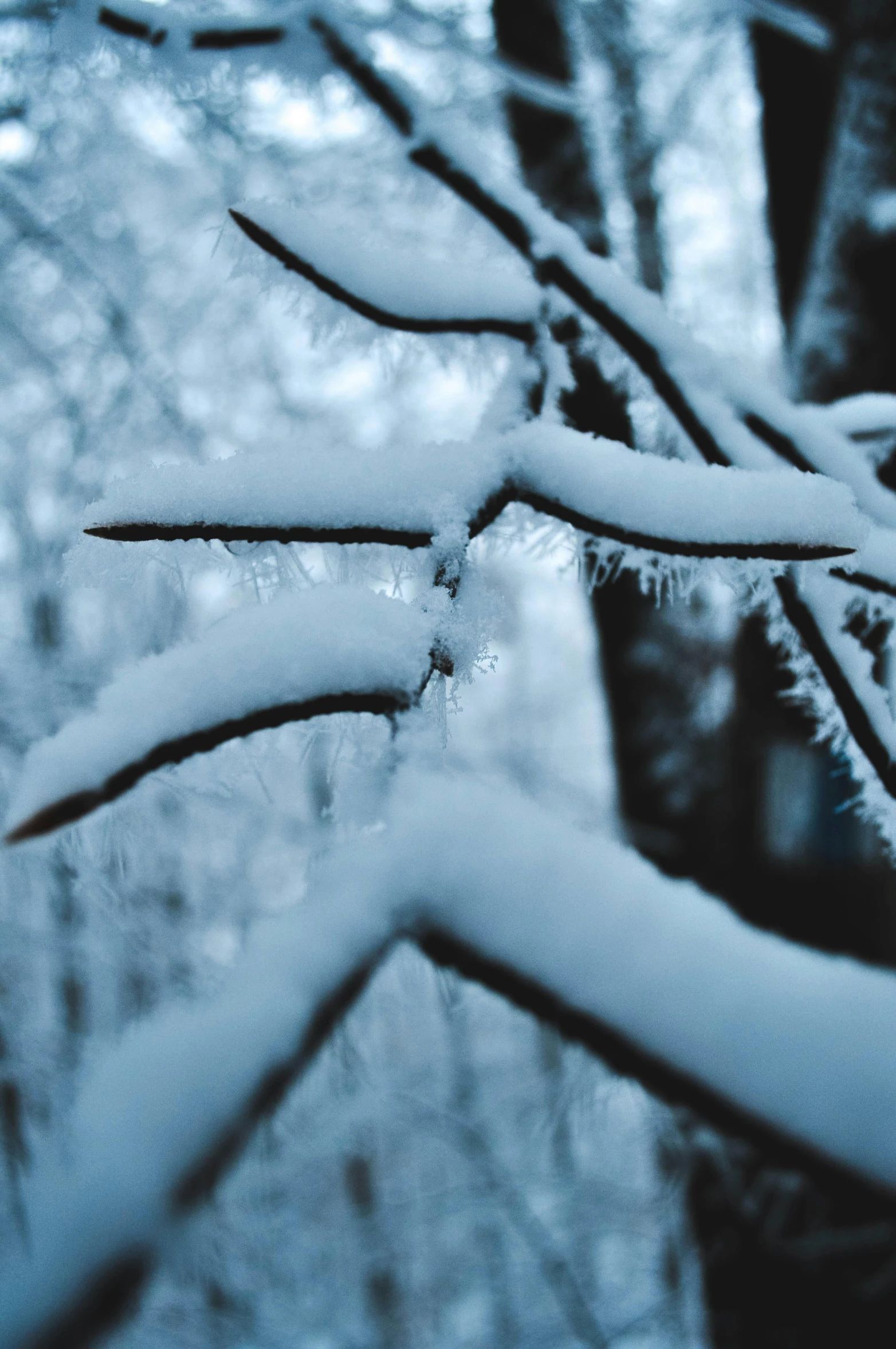 a close up of a tree covered in snow, inspired by Elsa Bleda, trending on pexels, fire and ice, a cozy, vanilla, low angle shot