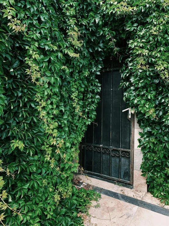 a black door is surrounded by green plants, a photo, by Jan Tengnagel, unsplash contest winner, 💣 💥💣 💥, entangled foliage, with soft bushes, conde nast traveler photo