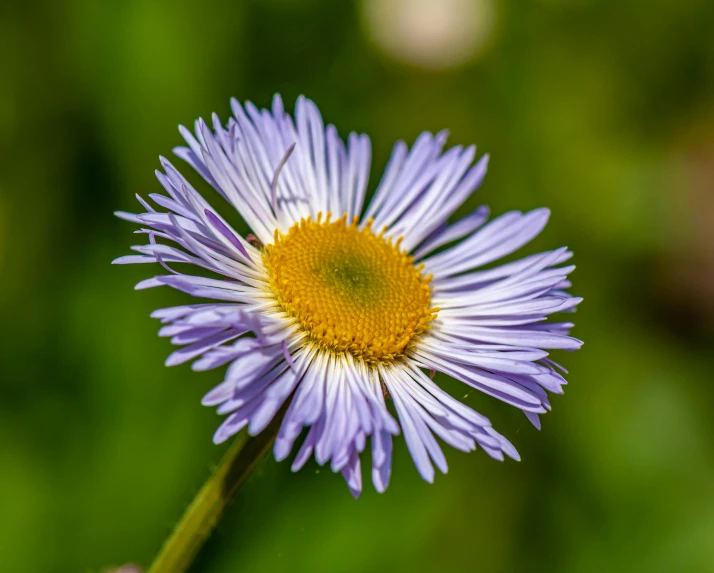 a close up of a purple flower with a yellow center, by Jan Rustem, pexels, fan favorite, chamomile, various posed, flora and fauna