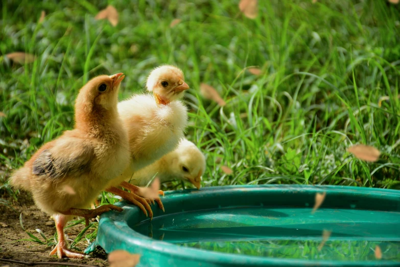 a couple of chickens that are standing in the grass, stands in a pool of water, promo image, with chicks, thumbnail