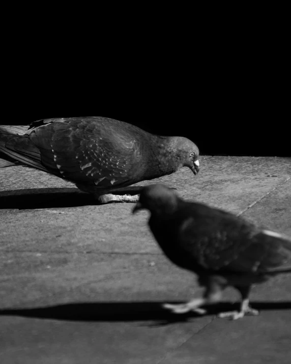 a couple of birds standing next to each other, a black and white photo, by Jan Rustem, dark people discussing, dove, about to step on you, resting after a hard fight