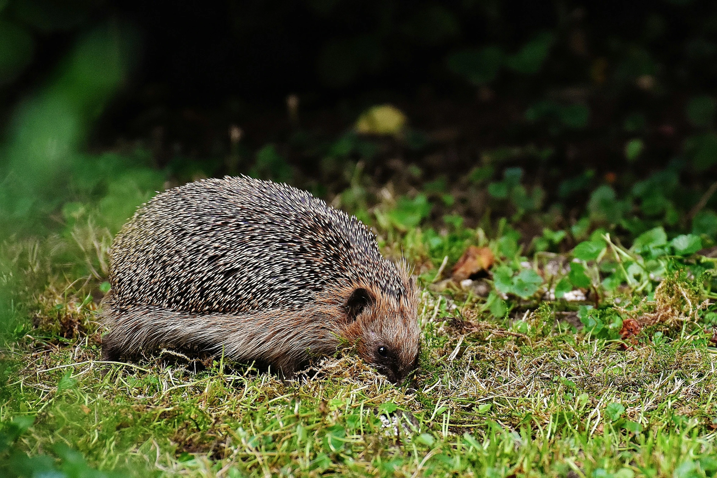 a hedge sitting on top of a lush green field, by Jan Tengnagel, pexels contest winner, hedgehog, crawling on the ground, grey, brown