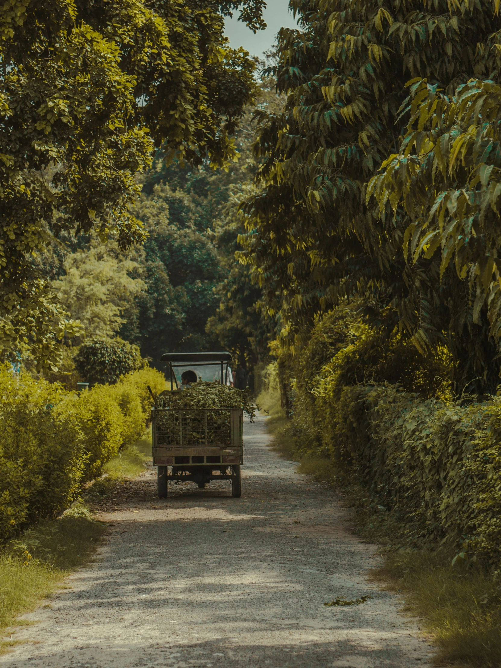 a truck driving down a dirt road surrounded by trees, inspired by Fernando Amorsolo, pexels contest winner, sumatraism, assam tea garden setting, the city is full of green plants, uttarakhand, carriage