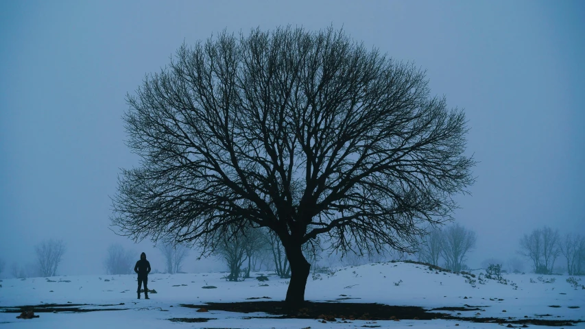 a person standing next to a tree in the snow, by Attila Meszlenyi, unsplash contest winner, land art, ai weiwei and gregory crewdson, silhouette :7, ukraine. photography, shot on hasselblad