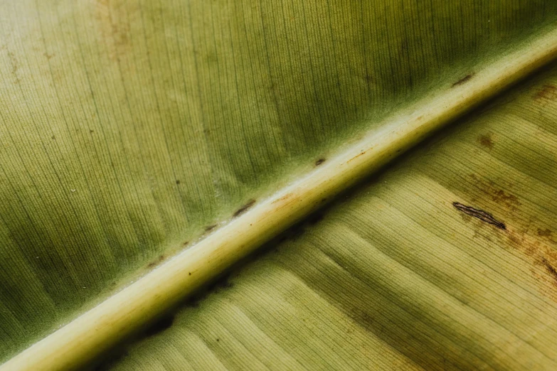 a close up view of a banana leaf, by Daniel Lieske, trending on pexels, renaissance, brown, rustic, shot on hasselblad, made of bamboo