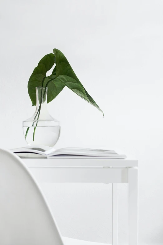 a glass vase sitting on top of a white table, pexels contest winner, minimalism, large leaves, reading, all white, sitting at desk