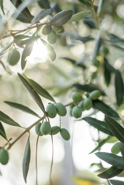 a close up of a bunch of olives on a tree, by Elizabeth Durack, trending on unsplash, archways made of lush greenery, softly backlit, indoor, grey