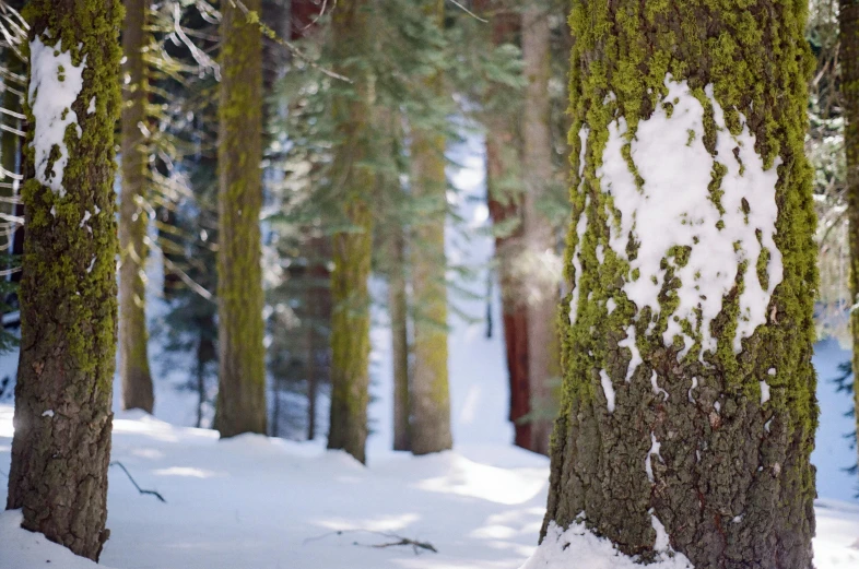 a forest filled with lots of trees covered in snow, by Marshall Arisman, unsplash contest winner, mossy trunk, giant sequoia, profile image, zoomed in shots