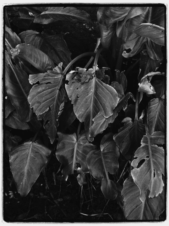 a black and white photo of a plant, inspired by Edward Weston, poison ivy, collodion photograph, bruce kaiser, tri - x pan stock