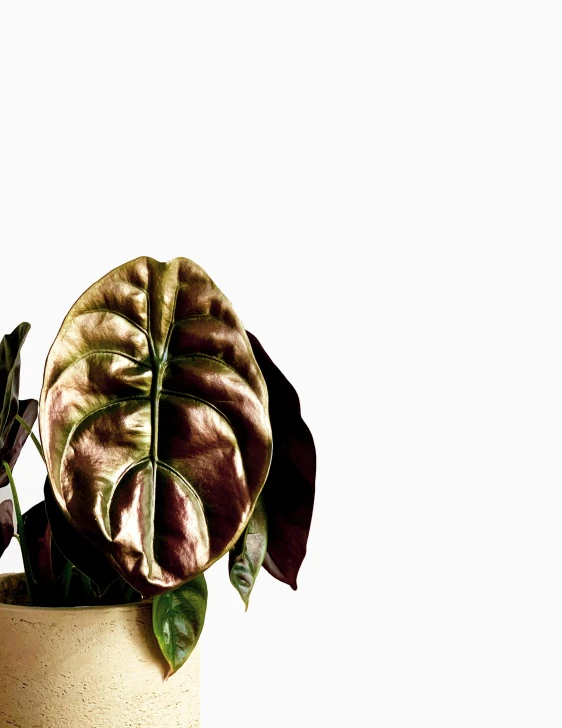 a close up of a potted plant on a table, an album cover, by Rebecca Horn, trending on unsplash, minimalism, big leaf bra, ignant, metallic, brown and magenta color scheme
