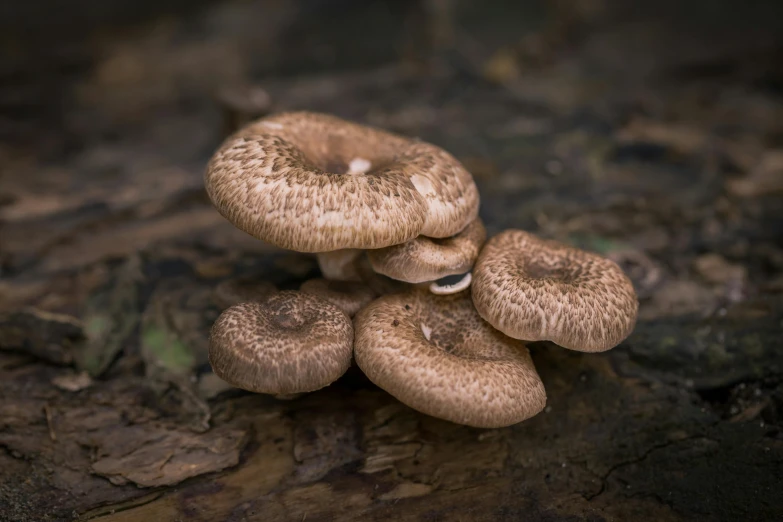 a group of mushrooms sitting on top of a forest floor, a macro photograph, by Jesper Knudsen, unsplash, renaissance, australian, brown holes, high quality product photo, stacked