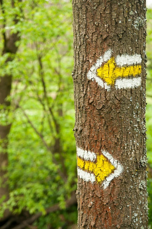 two yellow arrows painted on the side of a tree, trending on pexels, hiking trail, lots of signs, paul barson, panel
