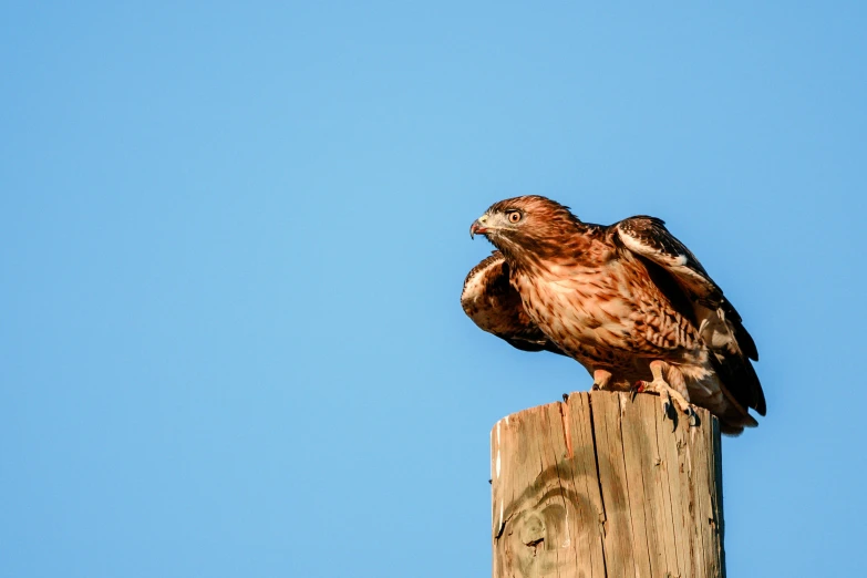 a hawk sitting on top of a wooden post, trending on pexels, hurufiyya, fan favorite, full color photograph, blue sky, slide show