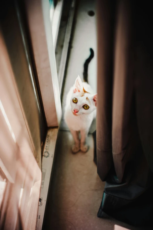 a white cat standing in front of a window, by Julia Pishtar, pexels contest winner, looking surprised, opening door, bird's eye, taken with kodak portra