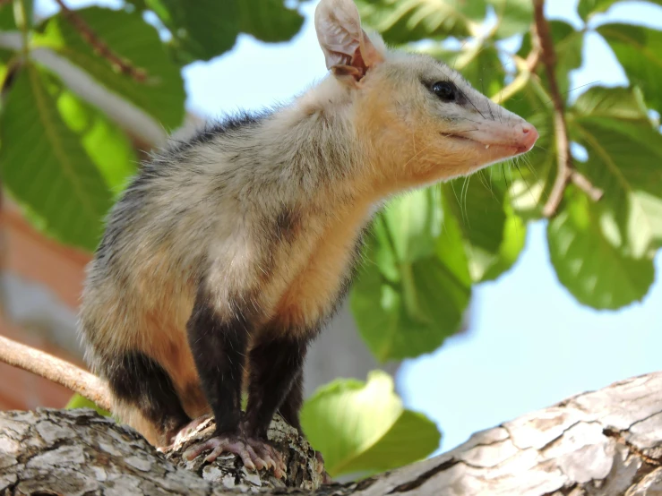 a small animal sitting on top of a tree branch, with pointy ears, monserrat gudiol, clean shaven, australian