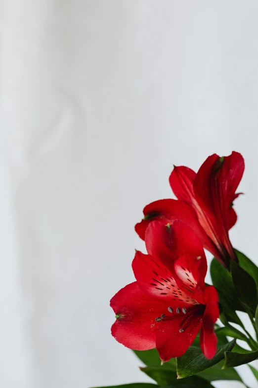 a close up of a red flower in a vase, by Carey Morris, trending on unsplash, white backdrop, lilies, close - up profile, high quality photo