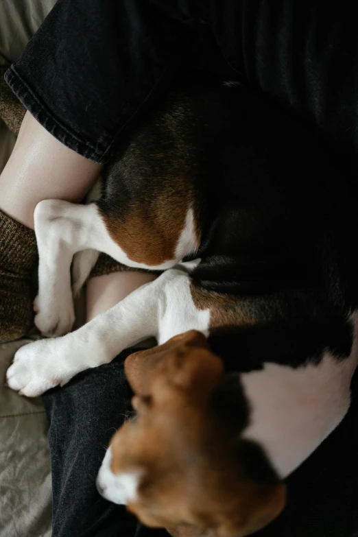 a person sitting on a couch with a dog, trending on pexels, cuddling her gremlings, bum, cute beagle, high angle close up shot