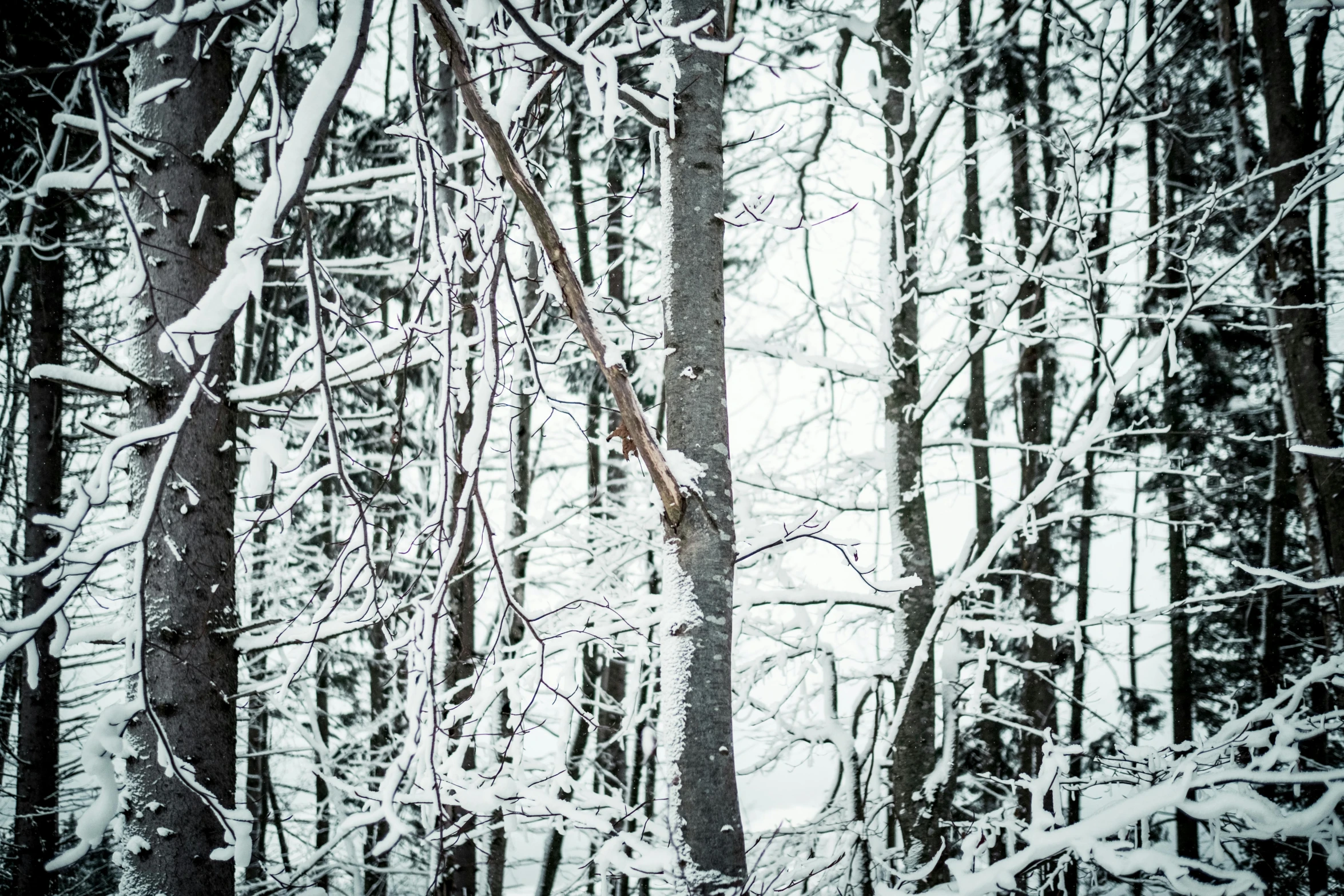 a man riding a snowboard down a snow covered slope, by Jacob Kainen, unsplash, realism, tree branches intertwine limbs, ((forest)), branches composition abstract, archival pigment print