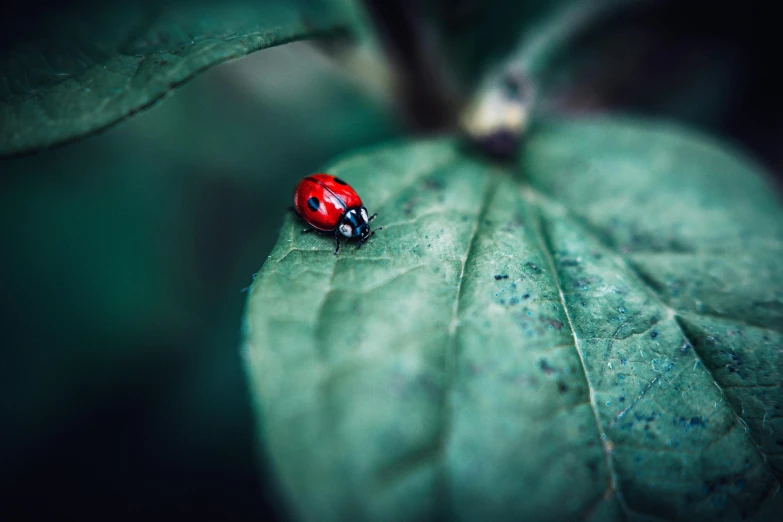 a ladybug sitting on top of a green leaf, a macro photograph, by Matthias Weischer, unsplash, art photography, vintage color, red selective coloring, 🦩🪐🐞👩🏻🦳, miniature animal