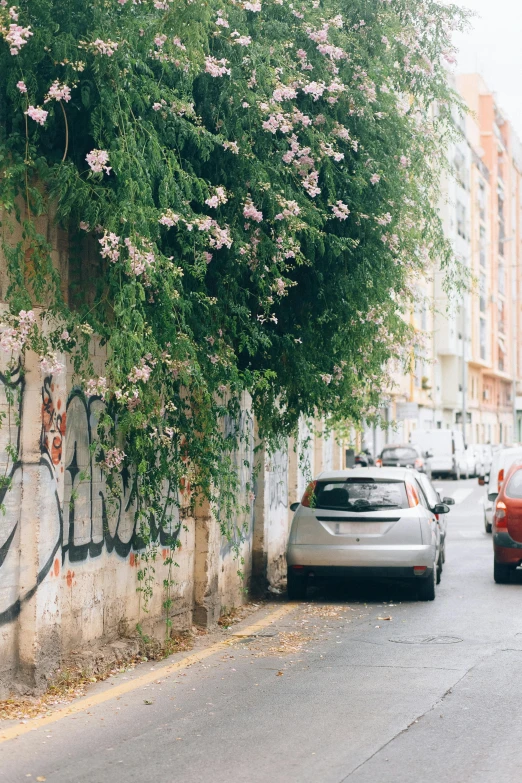 a man riding a skateboard down a street, a photo, by Anita Malfatti, trending on unsplash, street art, many overgrown scrap cars, there's flowers everywhere, old jeddah city alley, rome backdrop
