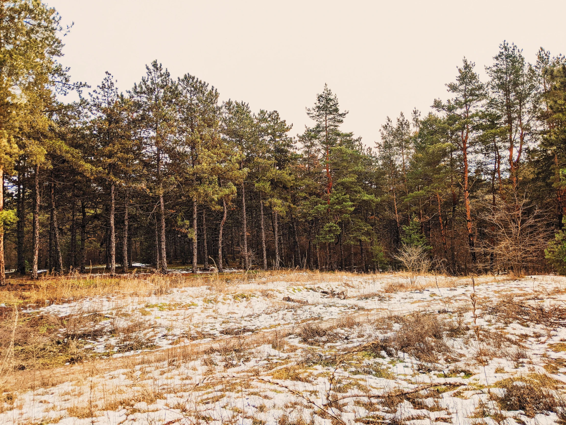 a snow covered field with trees in the background, by Emma Andijewska, unsplash, land art, sparse pine forest, withering autumnal forest, seasons!! : 🌸 ☀ 🍂 ❄, trip to legnica