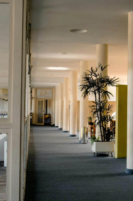 a long hallway in an office building with potted plants, inspired by Albert Paris Gütersloh, pillars, near the beach, museum, yellow carpeted