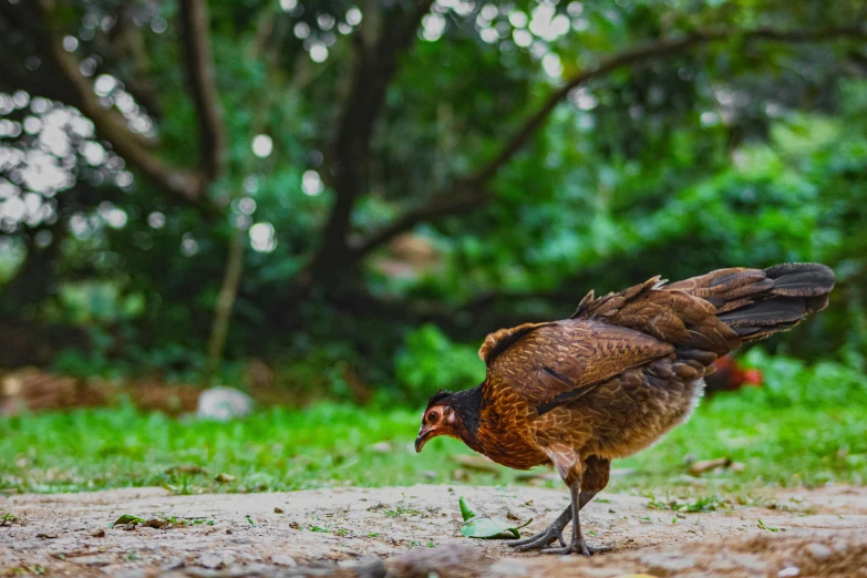 a chicken that is standing in the dirt, by Carey Morris, pexels contest winner, rare bird in the jungle, game ready, parks and gardens, brown