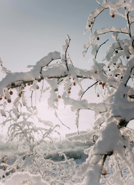 a tree covered in snow next to a body of water, an album cover, inspired by Einar Hakonarson, trending on unsplash, baroque, with fruit trees, medium format. soft light, close up portrait shot, arctic