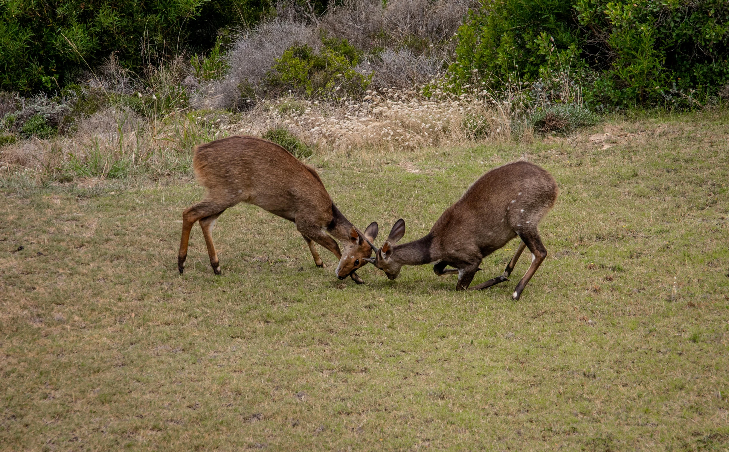 a couple of deer standing on top of a lush green field, pexels contest winner, figuration libre, sparring, traditional corsican, corps scattered on the ground, australian