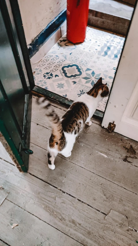 a couple of cats that are standing in front of a door, pexels contest winner, private press, bird's-eye view, his back is turned, cottagecore, calico cat