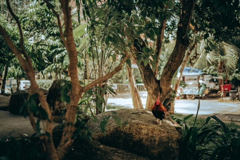 a rooster standing on top of a large rock, unsplash, tropical trees, manly, lush garden surroundings, resort