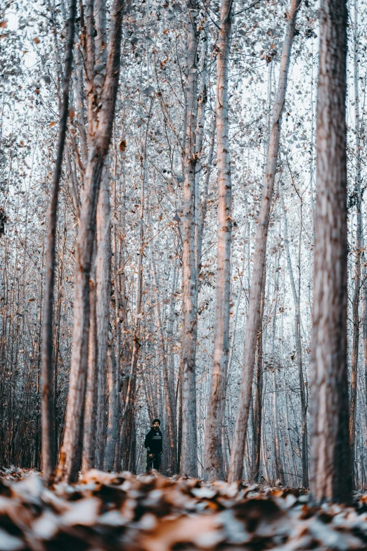 a person standing in the middle of a forest, inspired by Elsa Bleda, unsplash contest winner, sparse bare trees, white wood, male soldier in the forest, ((trees))