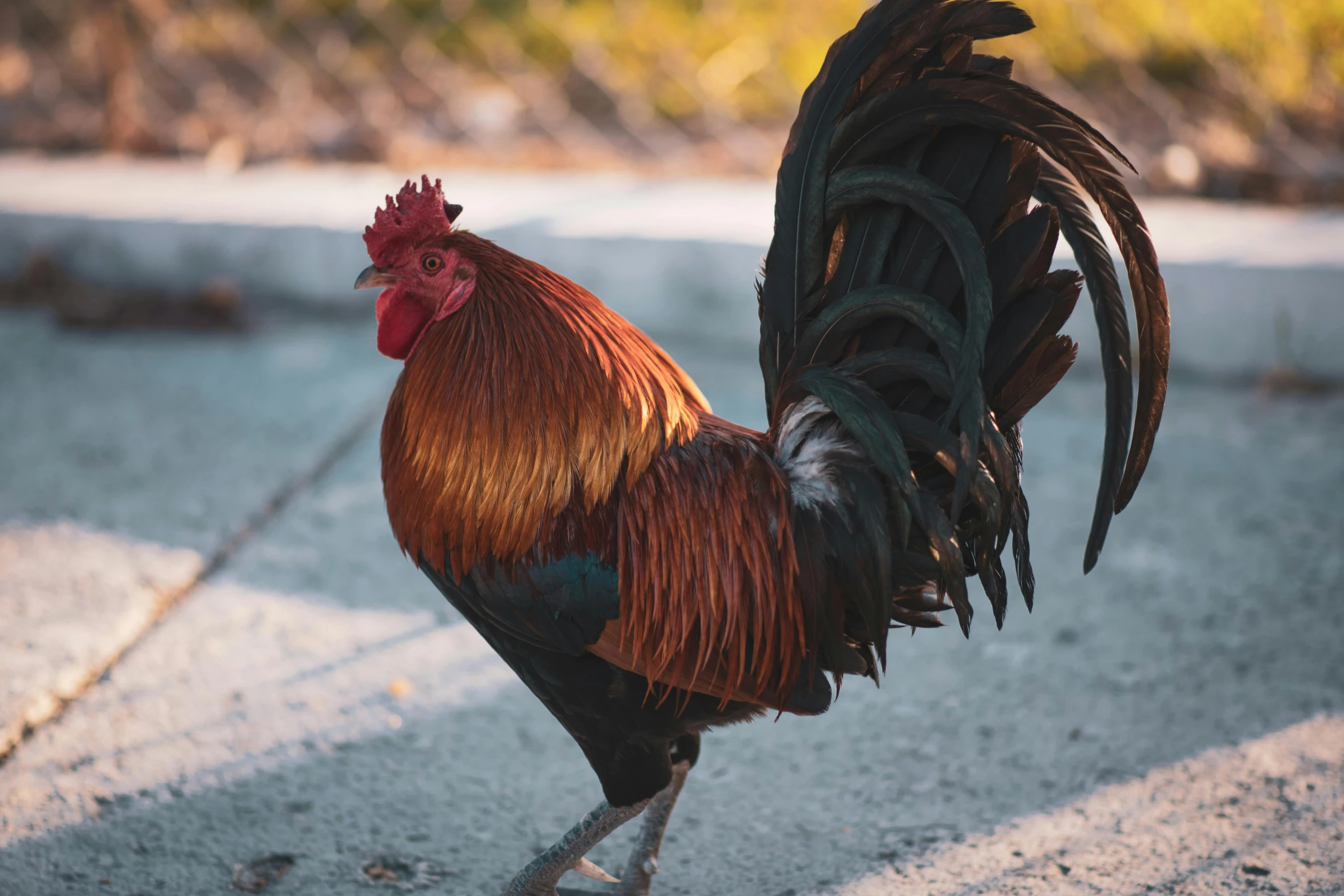 a rooster standing on the side of a road, pexels contest winner, renaissance, brown, black, australian, tail raised